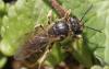 Lasioglossum sp.